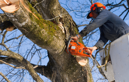 5 types of tree pruning
