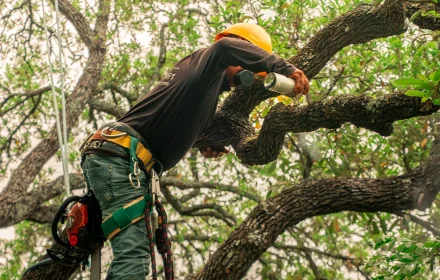 67f829f93438a1a0540d5cf1 tree scouts tree climber in a tree sealing an oak tree wound atf image