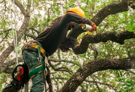 67f829f93438a1a0540d5cf1 tree scouts tree climber in a tree sealing an oak tree wound atf image