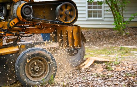 a stump grinding machine removing a stump from cut down tree
